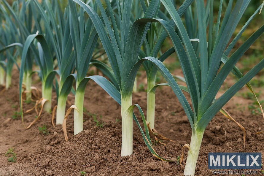 RzÄd zdrowych porÃ³w z biaÅymi Åodygami i zielonymi wierzchoÅkami rosnÄcych w glebie ogrodowej