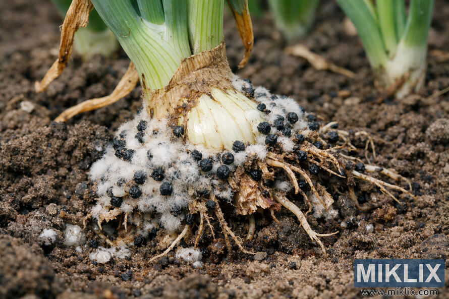 Close-up of an onion plant showing white rot disease with white fungal growth and black sclerotia around the bulb and roots in soil.