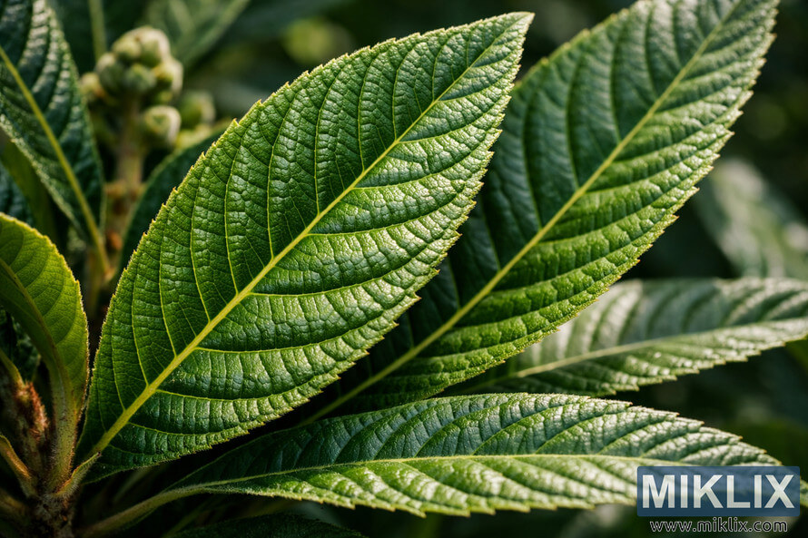 Close-up view of loquat leaves showing detailed texture and vein patterns under natural sunlight. Close-up view of loquat leaves showing detailed texture and vein patterns under natural sunlight.