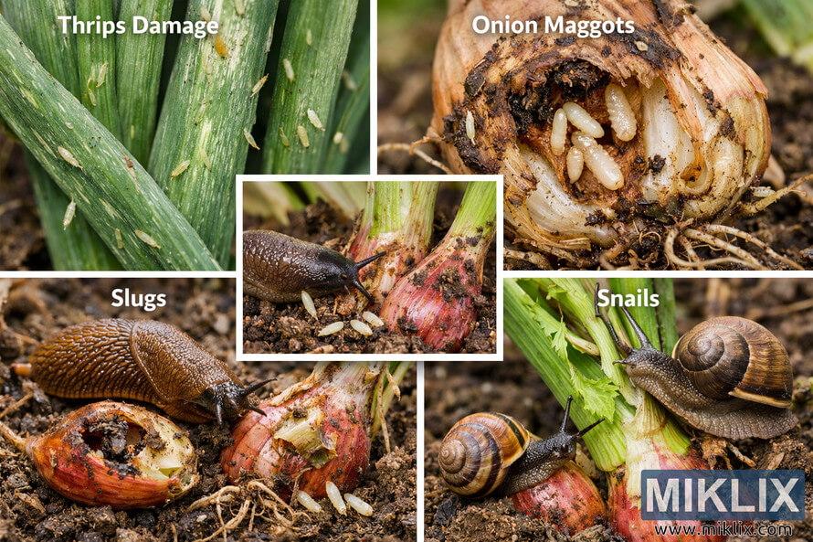 Collage of shallot plants showing pest damage from thrips, onion maggots, slugs and snails.