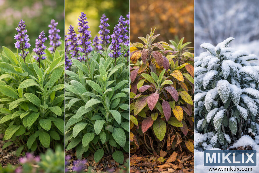 Quadriptyque paysager montrant une plante de sauge au printemps, en Ã©tÃ©, en automne et en hiver, mettant en valeur les changements dans les feuilles, les fleurs et la mÃ©tÃ©o.