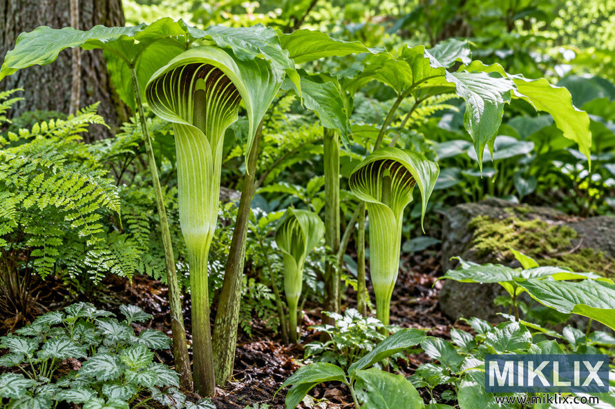 Green hooded Arisaema-like flowers growing among ferns, mossy rocks, and lush foliage in a shaded woodland garden. Green hooded Arisaema-like flowers growing among ferns, mossy rocks, and lush foliage in a shaded woodland garden.
