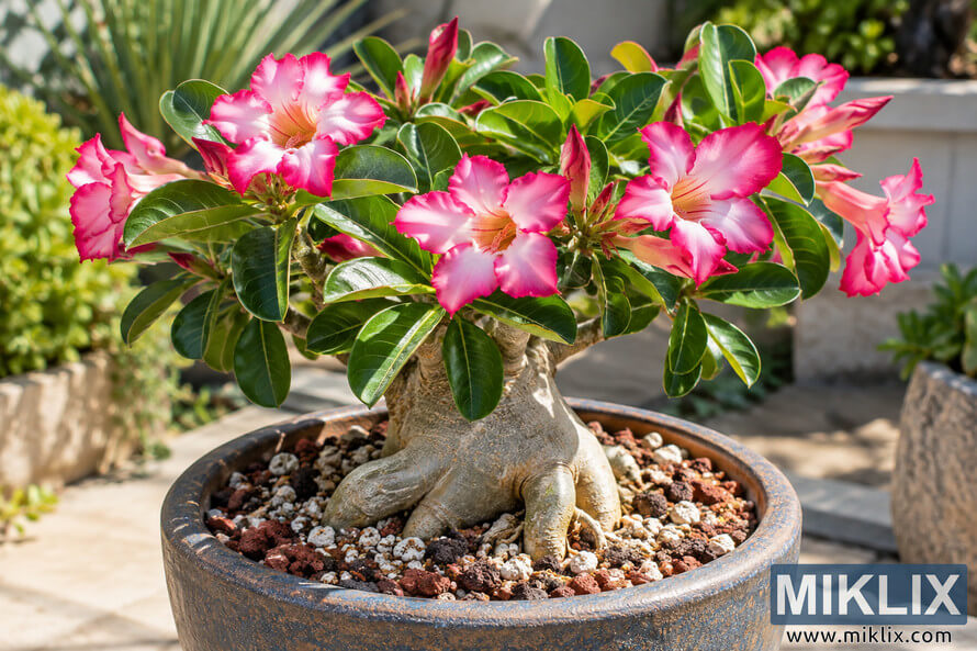 Flowering desert plant with pink-edged white blooms, glossy green leaves, exposed roots, and coarse gravel in a weathered ceramic pot outdoors. Flowering desert plant with pink-edged white blooms, glossy green leaves, exposed roots, and coarse gravel in a weathered ceramic pot outdoors.