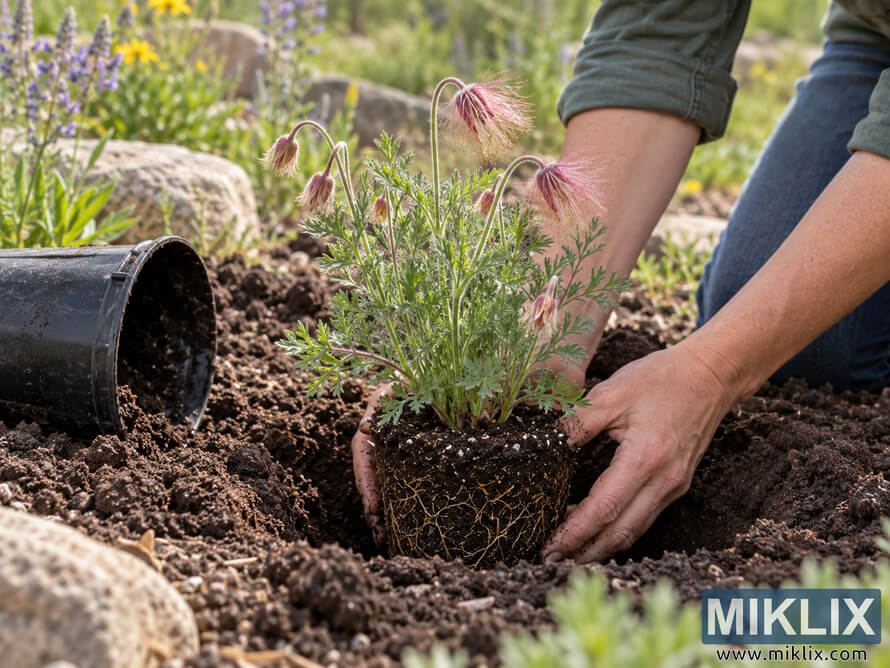Hands position a prairie smoke nursery plant in a garden hole with the top of its root ball level with the surrounding soil. Hands position a prairie smoke nursery plant in a garden hole with the top of its root ball level with the surrounding soil.