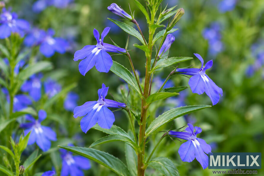 Close-up of blue lobelia-like flowers, buds, narrow green leaves, and an upright stem against softly blurred green foliage and blue blooms. Close-up of blue lobelia-like flowers, buds, narrow green leaves, and an upright stem against softly blurred green foliage and blue blooms.