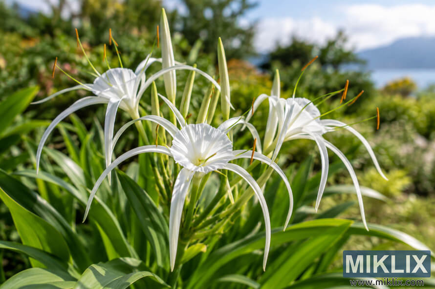 White Peruvian daffodil flowers with long curved petals and orange-tipped stamens among lush green leaves in a sunlit early summer garden.