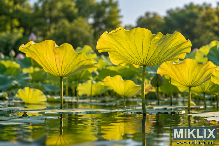 Backlit yellow-green lotus leaves rise on slender stems above a reflective pond, with rippling water and softly blurred green foliage behind them.