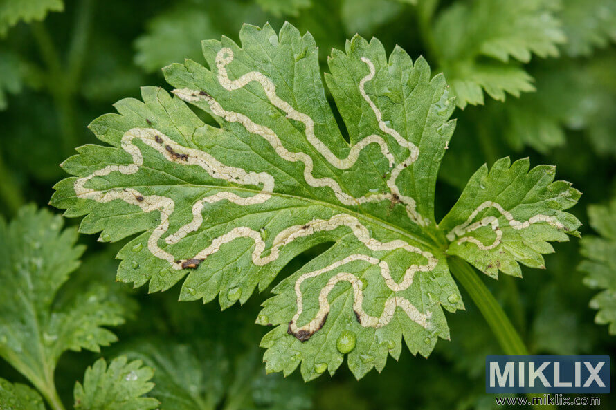 Macrophotographie dâune feuille de coriandre montrant des tunnels pÃ¢les et sinueux de mineurs de feuilles sur la surface verte.