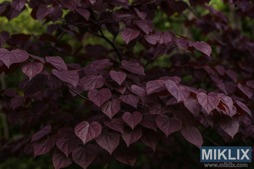 Photo de paysage dâun pansy redbud de la forÃªt avec des feuilles en forme de cÅur violet-bourgogne sur un fond vert doux.