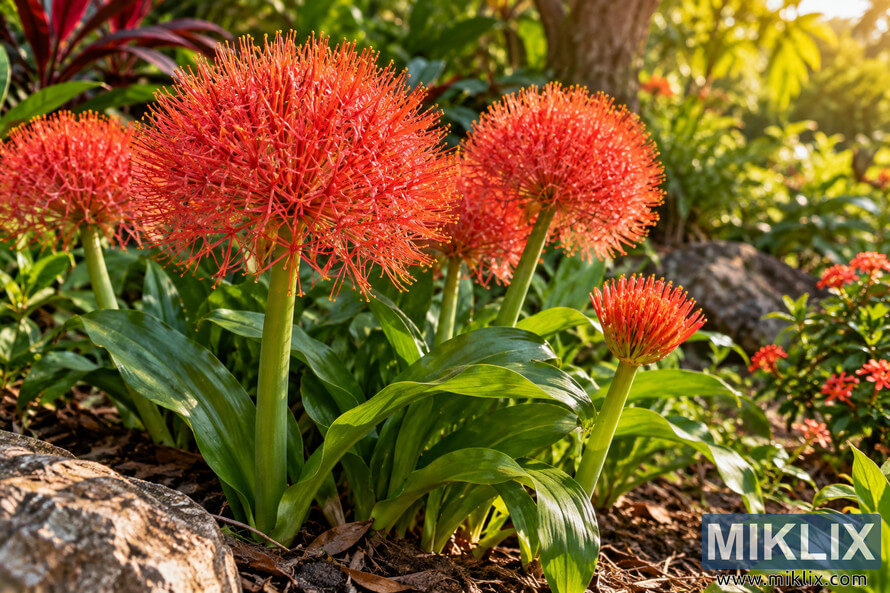 Vivid red-orange blood lilies with spherical flower heads and broad green leaves growing among rocks and mulch in a warm, sunlit garden. Vivid red-orange blood lilies with spherical flower heads and broad green leaves growing among rocks and mulch in a warm, sunlit garden.