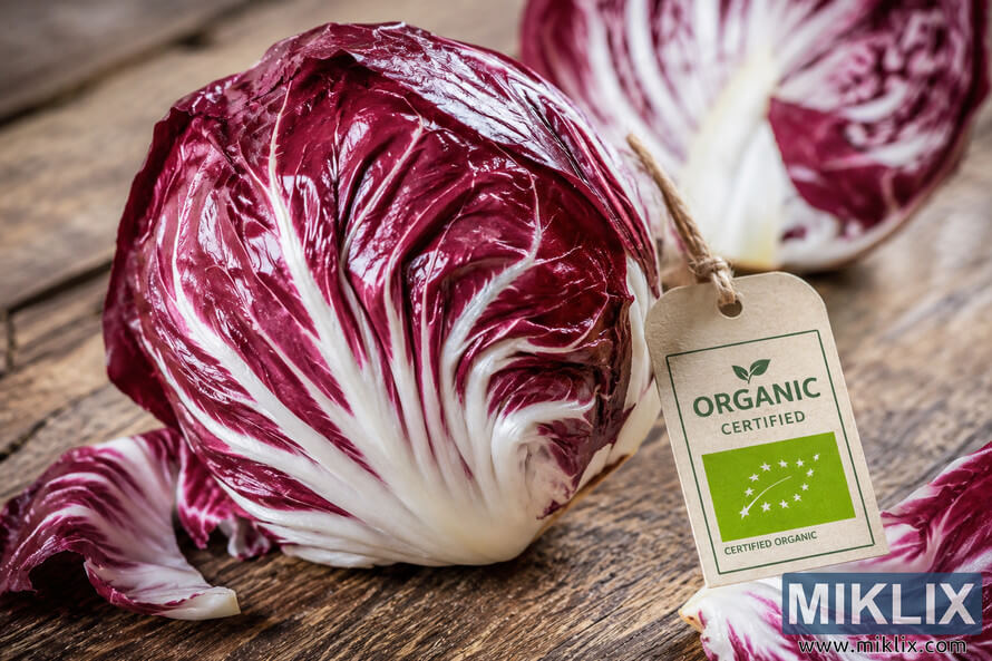 A high-resolution landscape photo of a fresh head of organic radicchio with deep burgundy and white leaves resting on a rustic wooden surface beside a generic organic certification label, with additional radicchio leaves softly blurred in the background. A high-resolution landscape photo of a fresh head of organic radicchio with deep burgundy and white leaves resting on a rustic wooden surface beside a generic organic certification label, with additional radicchio leaves softly blurred in the background.