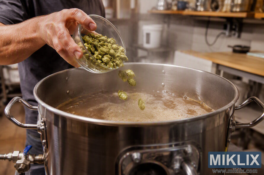 Close-up landscape photo of a homebrewer pouring whole-cone Legacy hops from a clear glass bowl into a steaming stainless steel brew kettle filled with boiling wort in a small-scale brewing workspace. Close-up landscape photo of a homebrewer pouring whole-cone Legacy hops from a clear glass bowl into a steaming stainless steel brew kettle filled with boiling wort in a small-scale brewing workspace.