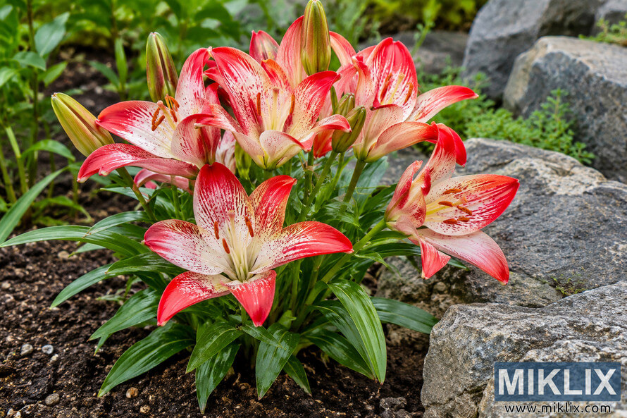 Red-and-white Aztec lily flowers and green foliage growing in dark garden soil beside large gray stones. Red-and-white Aztec lily flowers and green foliage growing in dark garden soil beside large gray stones.