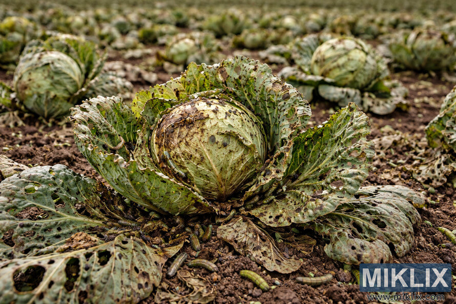 Close-up of a heavily damaged cabbage in a field, with leaves riddled with holes and caterpillars crawling across the plant and soil.