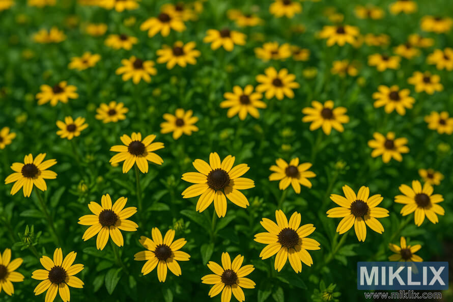Rudbeckia 'Little Goldstar' کا Ú©ÙÙØ² اپ گرÙ
Û Ú©Û Ø±ÙØ´Ù د٠پر Ø³ÛØ§Û Ù
راکز Ú©Û Ø³Ø§ØªÚ¾ Ù
تعدد ÚÚ¾ÙÙ¹Û Ù¾ÛÙÛ Ø±ÙÚ¯ Ú©Û Ù¾Ú¾Ù٠دکھا Ø±ÛØ§ ÛÛÛ Rudbeckia 'Little Goldstar' کا Ú©ÙÙØ² اپ گرÙ
Û Ú©Û Ø±ÙØ´Ù د٠پر Ø³ÛØ§Û Ù
راکز Ú©Û Ø³Ø§ØªÚ¾ Ù
تعدد ÚÚ¾ÙÙ¹Û Ù¾ÛÙÛ Ø±ÙÚ¯ Ú©Û Ù¾Ú¾Ù٠دکھا Ø±ÛØ§ ÛÛÛ