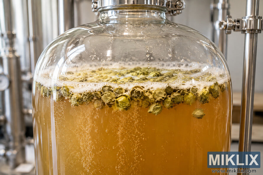 Close-up of a transparent glass fermentation vessel filled with hazy amber beer, with green dry hops floating on a foamy surface and fermentation bubbles rising through the liquid in a bright brewery. Close-up of a transparent glass fermentation vessel filled with hazy amber beer, with green dry hops floating on a foamy surface and fermentation bubbles rising through the liquid in a bright brewery.