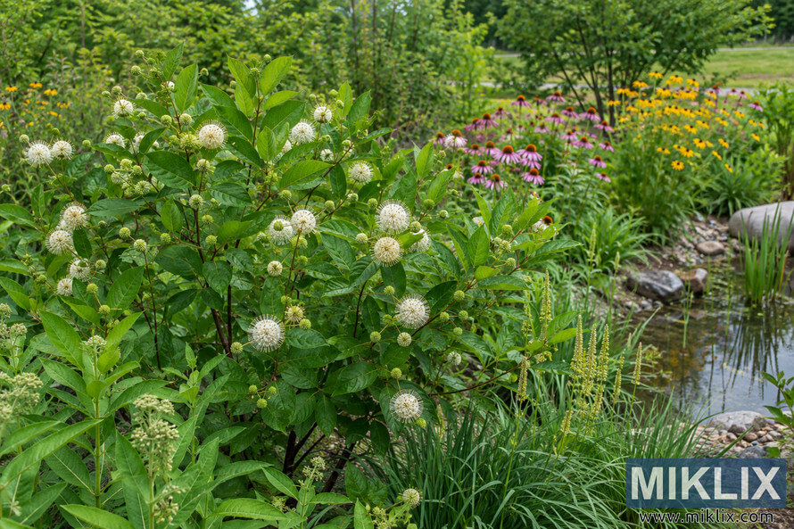 White-flowering buttonbush surrounded by coneflowers, yellow wildflowers, grasses, and other lush plants in a rain garden. White-flowering buttonbush surrounded by coneflowers, yellow wildflowers, grasses, and other lush plants in a rain garden.