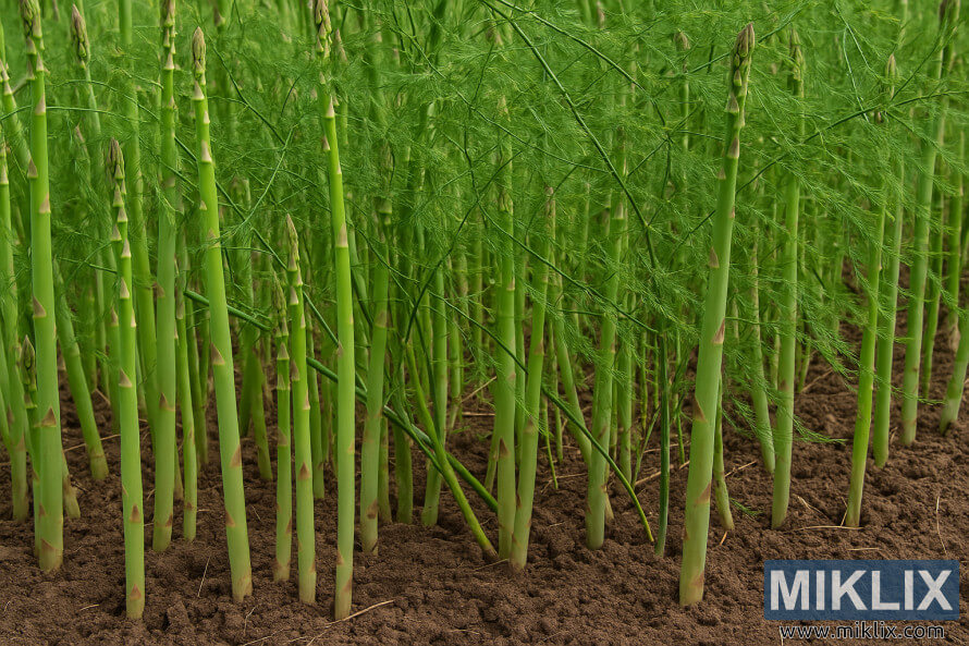 Prenatrpana gredica beluÅ¡ev s tesno zbitimi poganjki in praprotnim listjem, ki kaÅ¾e na tekmovanje rastlin.