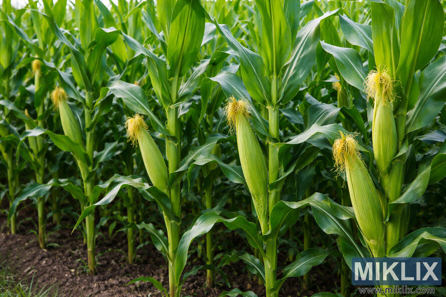 Healthy green corn plants growing in rows with developing ears and golden silk in a fertile field