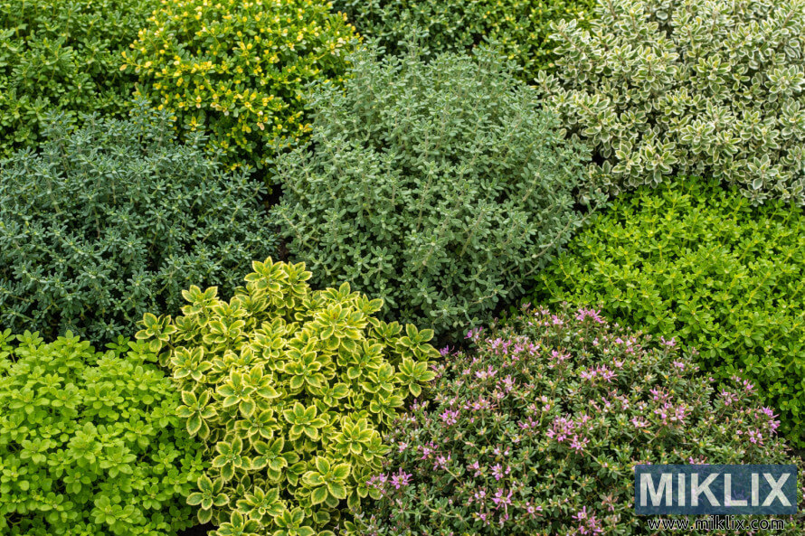 Vista em alta resoluÃ§Ã£o de diferentes variedades de tomilho, mostrando as variadas cores, texturas e hÃ¡bitos de crescimento das folhas em um arranjo denso de jardim.