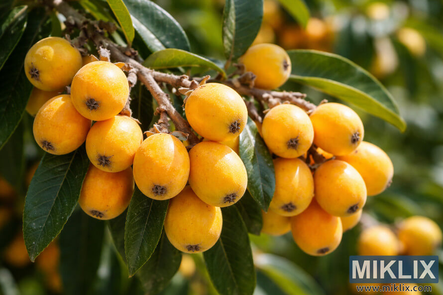 Close-up of ripe yellow-orange loquat fruit clusters growing on a branch with glossy green leaves in natural sunlight. Close-up of ripe yellow-orange loquat fruit clusters growing on a branch with glossy green leaves in natural sunlight.