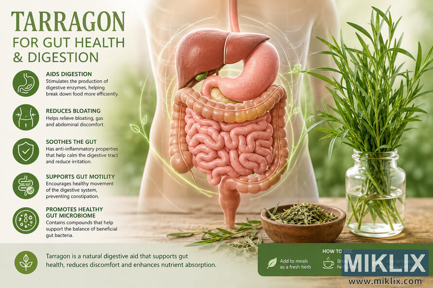 Landscape medical-style infographic showing the human digestive system alongside fresh tarragon herbs, highlighting the digestive and gut health benefits of tarragon with illustrated organs, wellness icons, and natural green tones. Landscape medical-style infographic showing the human digestive system alongside fresh tarragon herbs, highlighting the digestive and gut health benefits of tarragon with illustrated organs, wellness icons, and natural green tones.