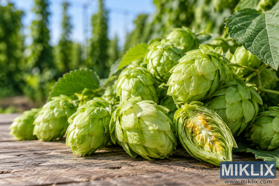 Fresh vibrant green hop cones on weathered wood in a sunny hop field, including a split cone revealing distinctive golden-yellow lupulin glands. Fresh vibrant green hop cones on weathered wood in a sunny hop field, including a split cone revealing distinctive golden-yellow lupulin glands.