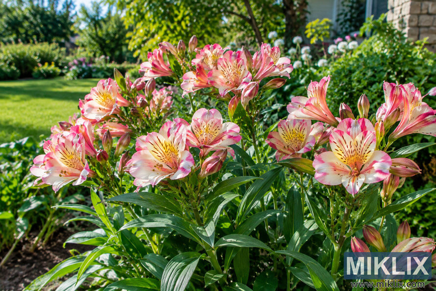 Pink-and-white lily-like flowers with yellow, speckled centers blooming among green foliage in a sunny, maintained home garden. Pink-and-white lily-like flowers with yellow, speckled centers blooming among green foliage in a sunny, maintained home garden.