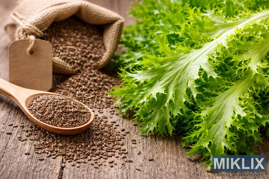 Close-up of curly endive frisÃ©e seeds in a wooden spoon and burlap sack beside fresh frilly green frisÃ©e leaves on a rustic wooden table.