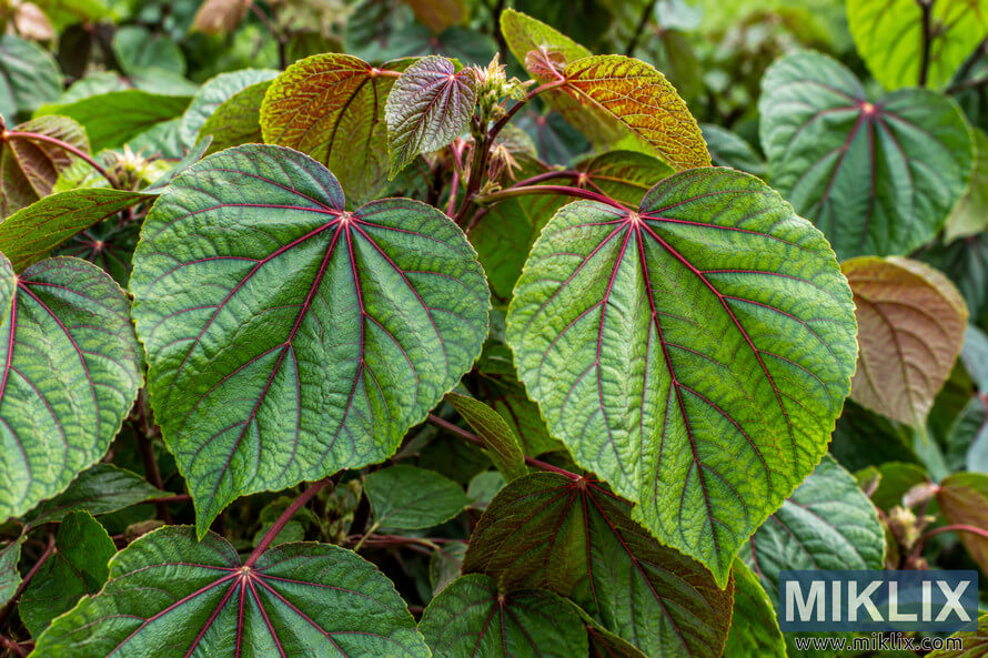 Close-up of green Indian mallow leaves with vivid red-magenta veins and reddish stems in dense foliage. Close-up of green Indian mallow leaves with vivid red-magenta veins and reddish stems in dense foliage.