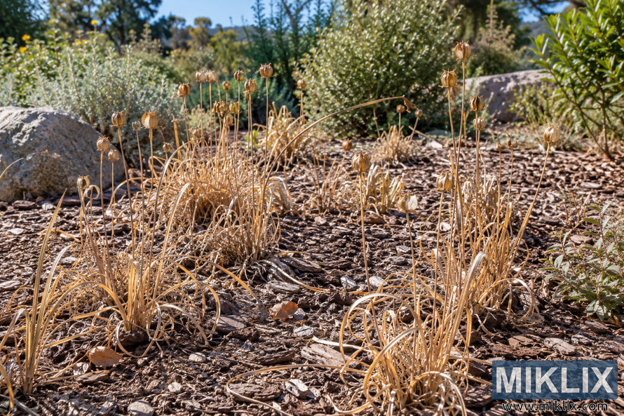 Sunlit summer garden bed with dormant, straw-colored plants and dry seed pods among brown mulch, rocks, and green shrubs. Sunlit summer garden bed with dormant, straw-colored plants and dry seed pods among brown mulch, rocks, and green shrubs.