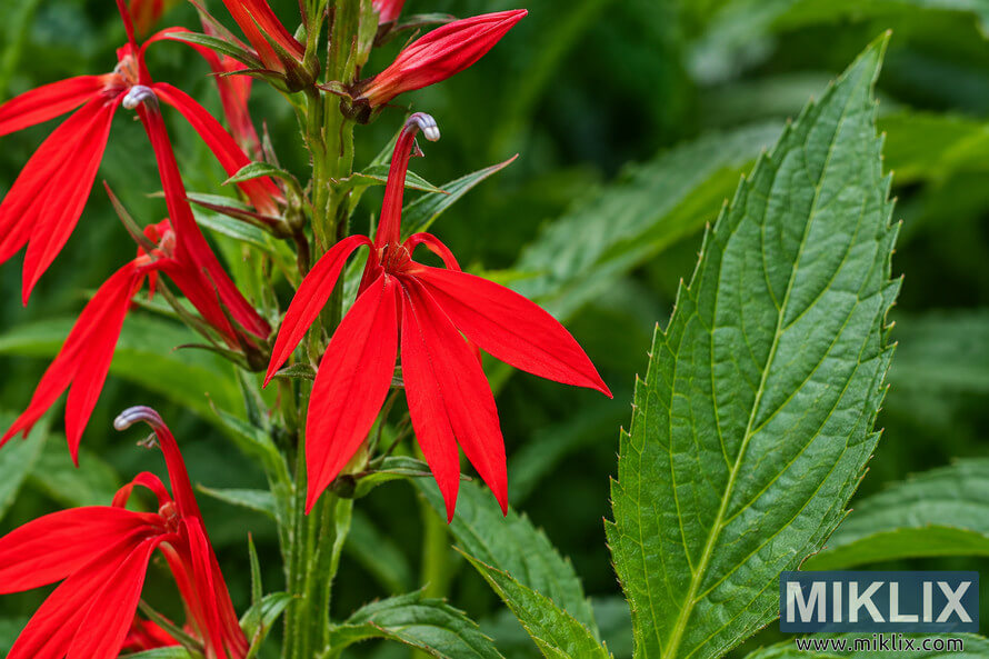 Close-up of vivid red Cardinal Flower blooms beside a large serrated green leaf, with softly blurred green foliage in the background. Close-up of vivid red Cardinal Flower blooms beside a large serrated green leaf, with softly blurred green foliage in the background.