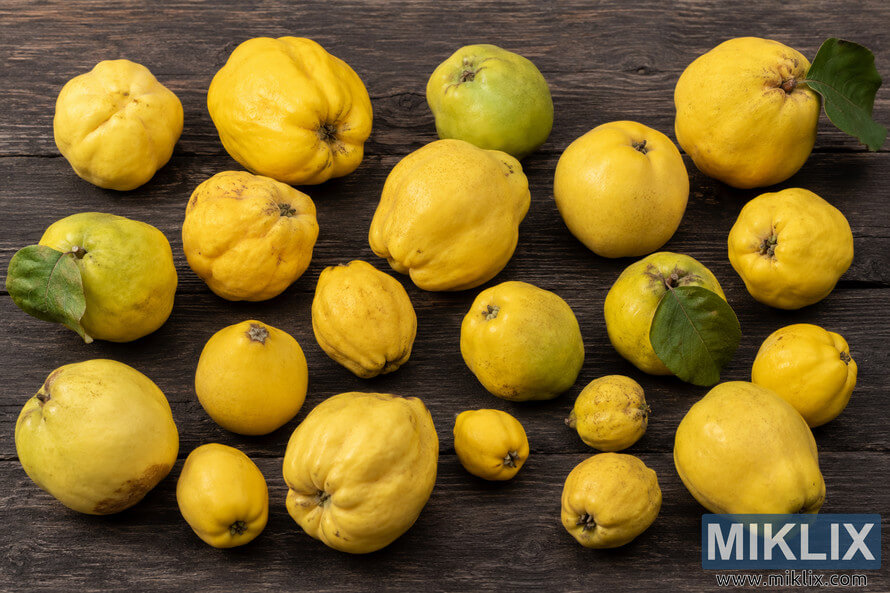 A high-resolution landscape image showing multiple quince varieties arranged across a dark rustic wooden tabletop. The quinces vary in size, color, and shape, ranging from pale yellow to golden and greenish tones, with some fruits featuring attached green leaves and natural surface imperfections. A high-resolution landscape image showing multiple quince varieties arranged across a dark rustic wooden tabletop. The quinces vary in size, color, and shape, ranging from pale yellow to golden and greenish tones, with some fruits featuring attached green leaves and natural surface imperfections.