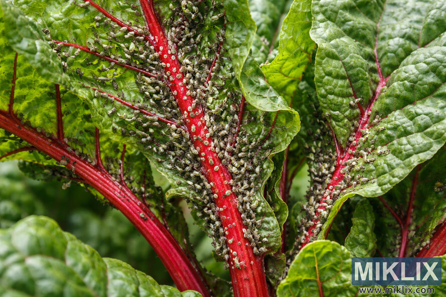 Close-up of Swiss chard leaves with bright red stems heavily infested with clusters of aphids feeding along the veins.