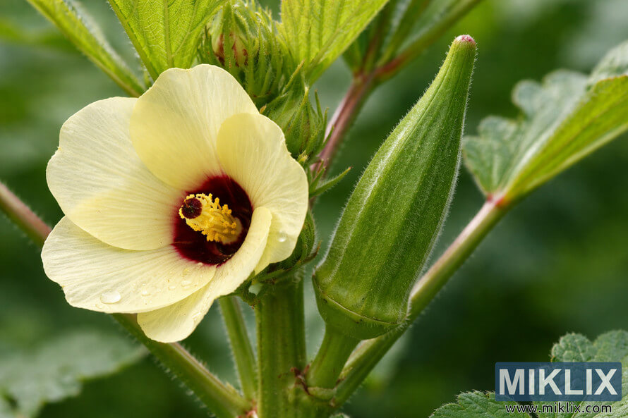 Close-up of an okra plant with a pale yellow flower featuring a dark red center beside a green developing okra pod and fresh leaves.