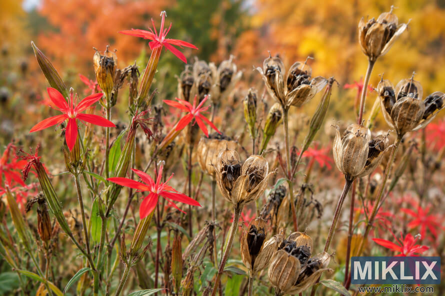 Close-up of vivid red star-shaped wildflowers among dry tan seed pods and green stems, with softly blurred golden-orange autumn foliage behind them.