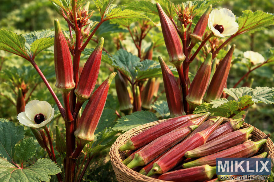 Hill Country Red okra plants with deep red pods and pale yellow flowers growing in a sunny garden beside a basket of freshly harvested okra.