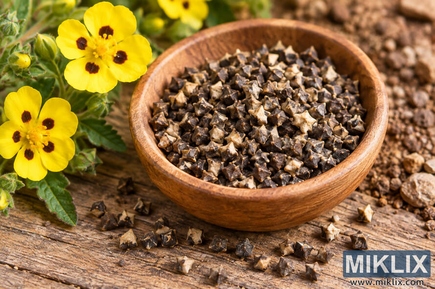 Bowl of mottled Desert Five-Spot seeds beside yellow five-petaled flowers on a weathered wooden surface Bowl of mottled Desert Five-Spot seeds beside yellow five-petaled flowers on a weathered wooden surface