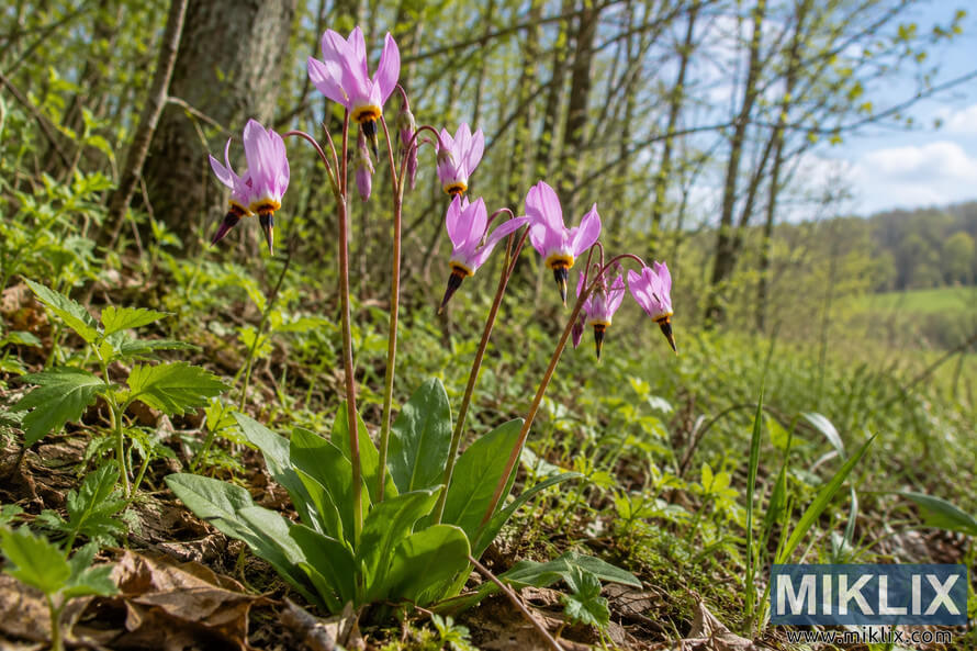 Pink shooting star wildflowers on slender stems above green leaves at a sunny woodland edge, with trees and a grassy clearing in the background.