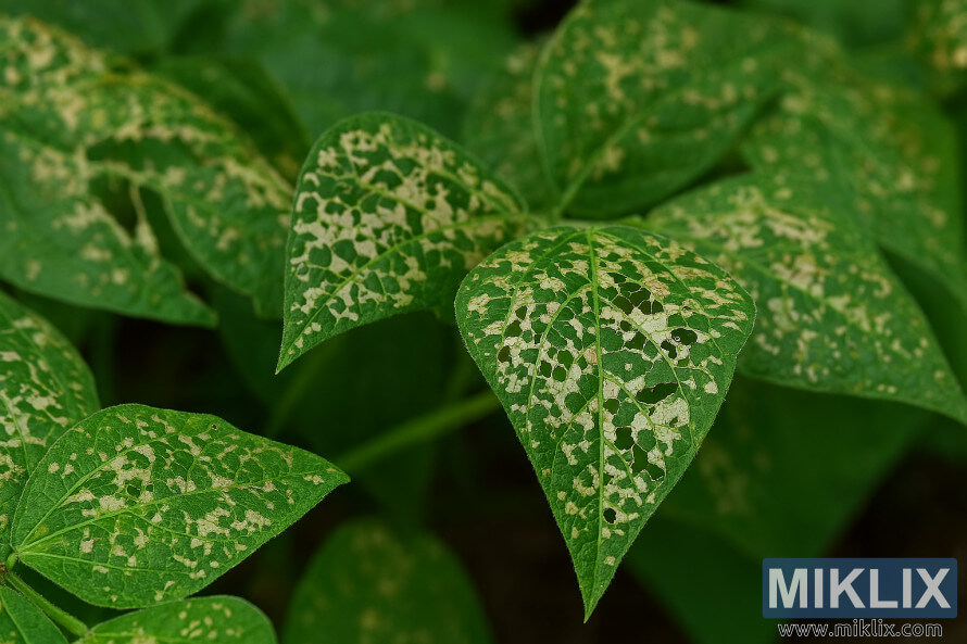 Vihreiden papujen lehdet, joissa nÃ¤kyy meksikolaisten papukuoriaisten tyypillisiÃ¤ pitsisiÃ¤ vaurioita