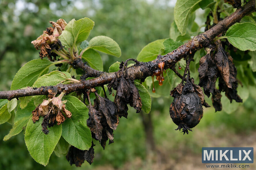 Close-up landscape photo of a quince branch showing fire blight symptoms, including blackened shriveled leaves, blighted blossoms, mummified fruit, and amber bacterial ooze from a bark canker.