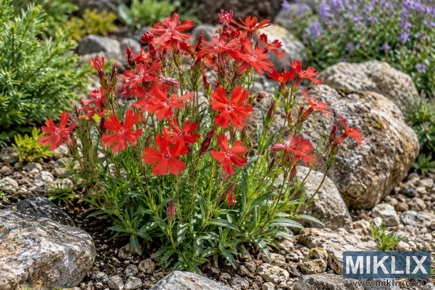 Vivid red Fire Pink-like flowers growing among gray and tan rocks, gravel, and green foliage in a sunlit garden.