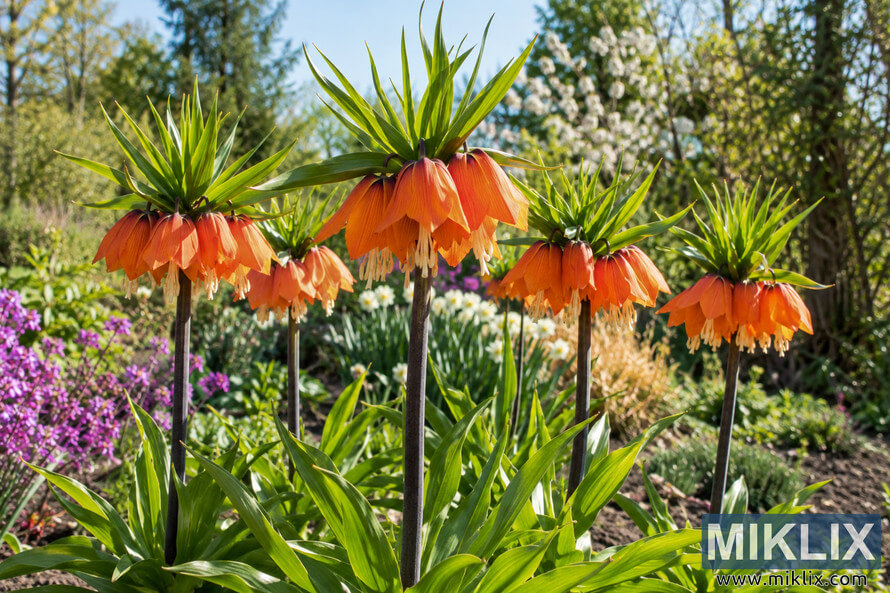 Orange Crown Imperial flowers with green leaf crowns growing among colorful spring plants in a sunny garden border. Orange Crown Imperial flowers with green leaf crowns growing among colorful spring plants in a sunny garden border.