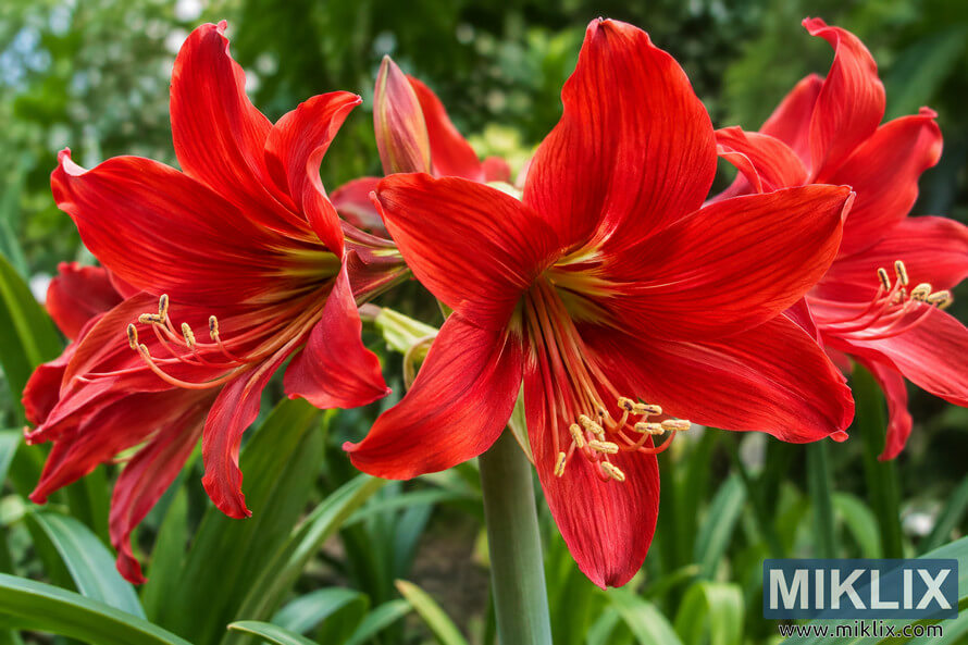 Close-up of vivid red lily-like flowers with yellow-tipped stamens, green stalks and leaves against softly blurred garden foliage. Close-up of vivid red lily-like flowers with yellow-tipped stamens, green stalks and leaves against softly blurred garden foliage.