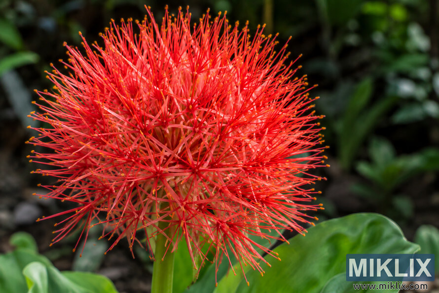 Close-up of a vivid red blood lily flower head with radiating red filaments and orange-yellow anthers against blurred green foliage. Close-up of a vivid red blood lily flower head with radiating red filaments and orange-yellow anthers against blurred green foliage.