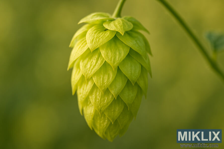 YumÅaq iÅÄ±qda parlayan tÉk canlÄ± Kalipso hop konusunun makro yaxÄ±n planÄ±