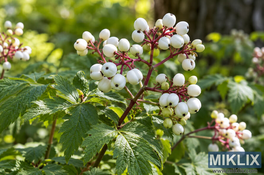 Close-up of developing white baneberry berries on reddish stems among serrated green leaves in a sunlit woodland setting. Close-up of developing white baneberry berries on reddish stems among serrated green leaves in a sunlit woodland setting.