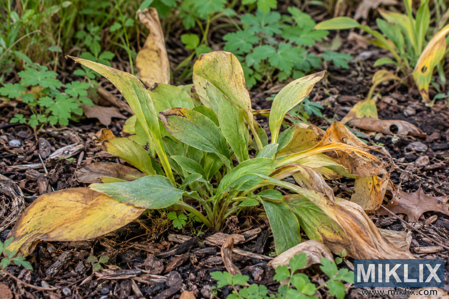 Close-up of green, yellowing, and brown fading foliage in a woodland garden bed surrounded by bark mulch, dry leaves, and small plants.