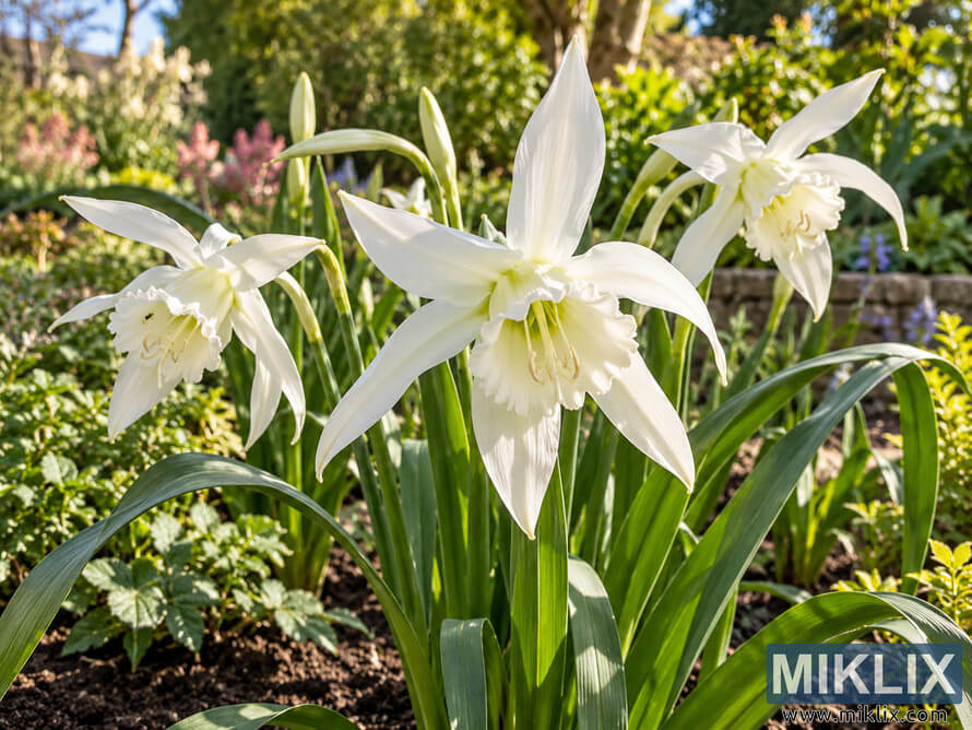 White Peruvian daffodil flowers with long green leaves growing in a sunlit garden border with softly blurred plants and stone edging behind.