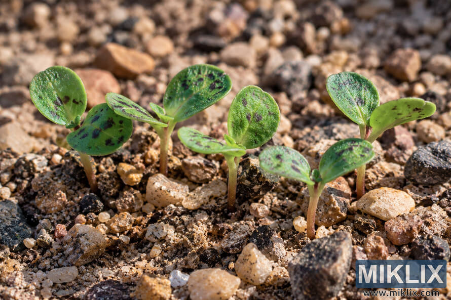 Macro photograph of young green desert fivespot seedlings with dark spots emerging from dry, rocky, gritty soil. Macro photograph of young green desert fivespot seedlings with dark spots emerging from dry, rocky, gritty soil.
